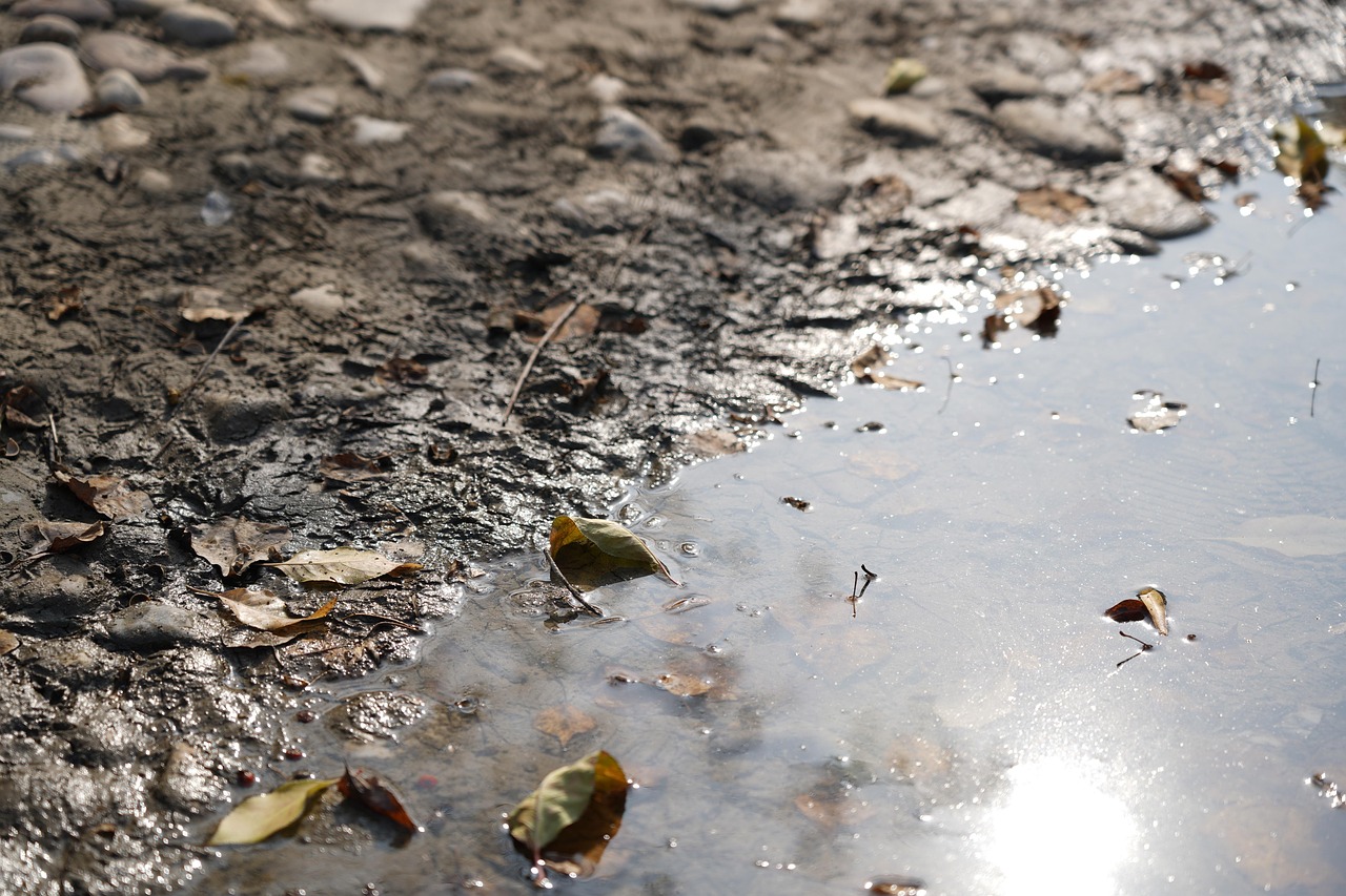 zielony barwnik w rzece Rudawa